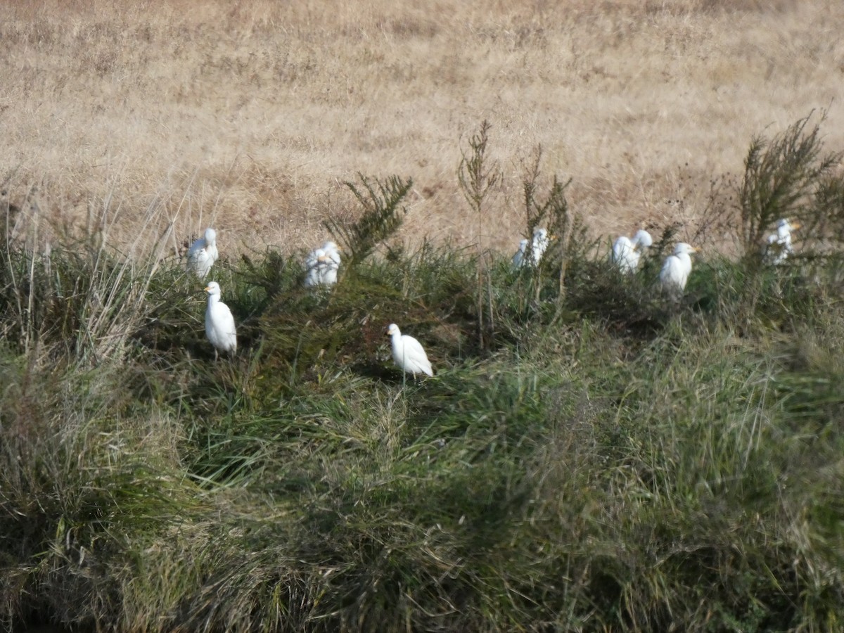 Western Cattle Egret - ML388324221