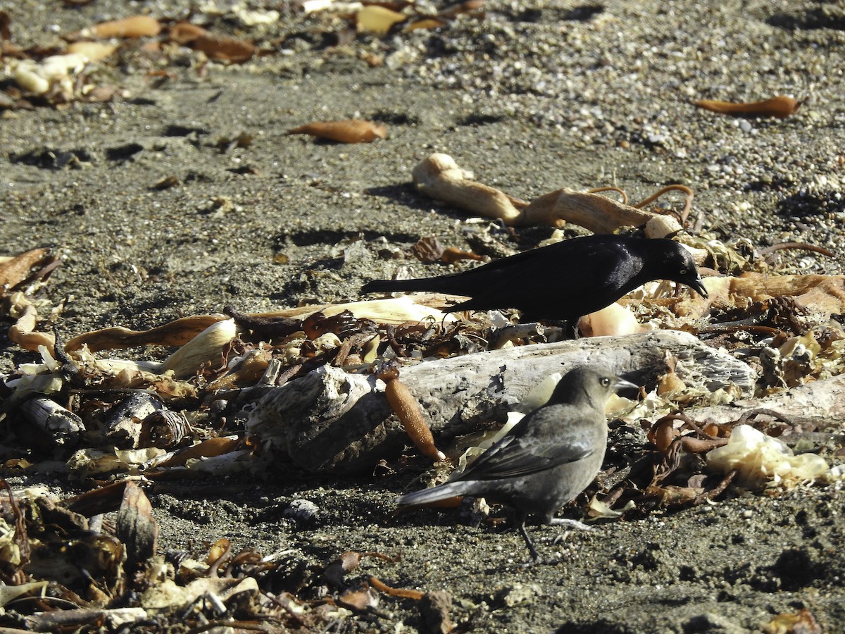 Brewer's Blackbird - ML388324311