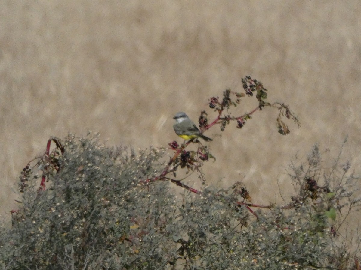 Tropical Kingbird - ML388324331