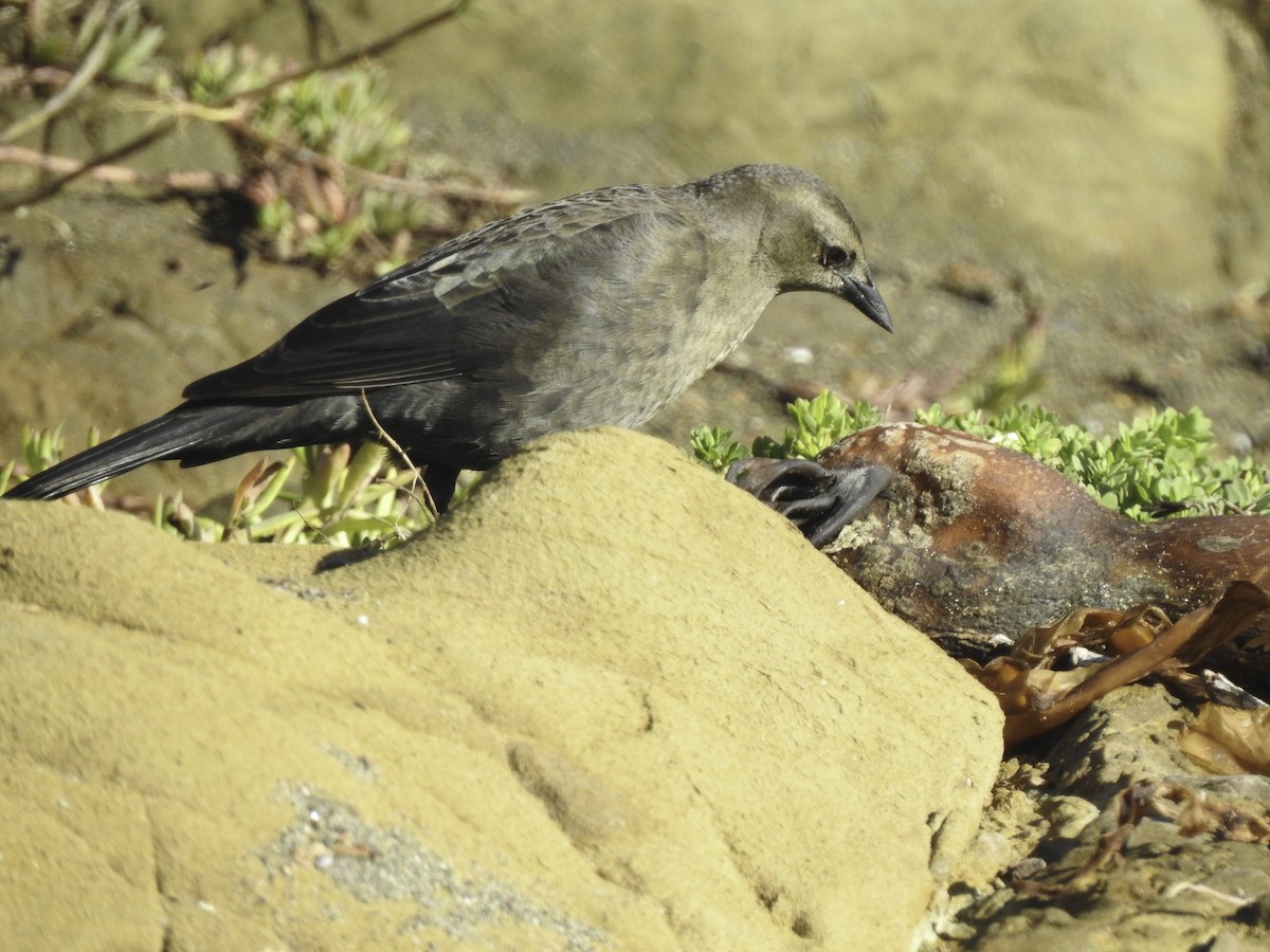 Brewer's Blackbird - ML388324441