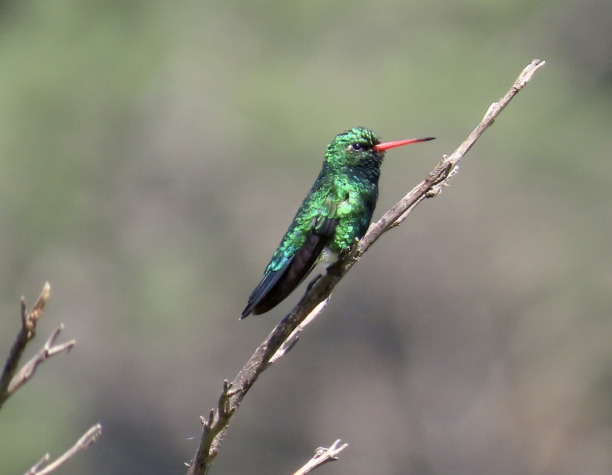 Glittering-bellied Emerald - SusanaM Lorenzo