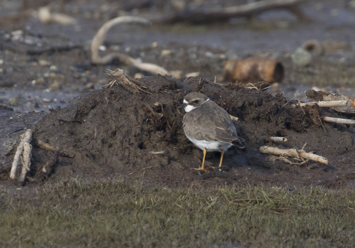 Semipalmated Plover - ML388325151