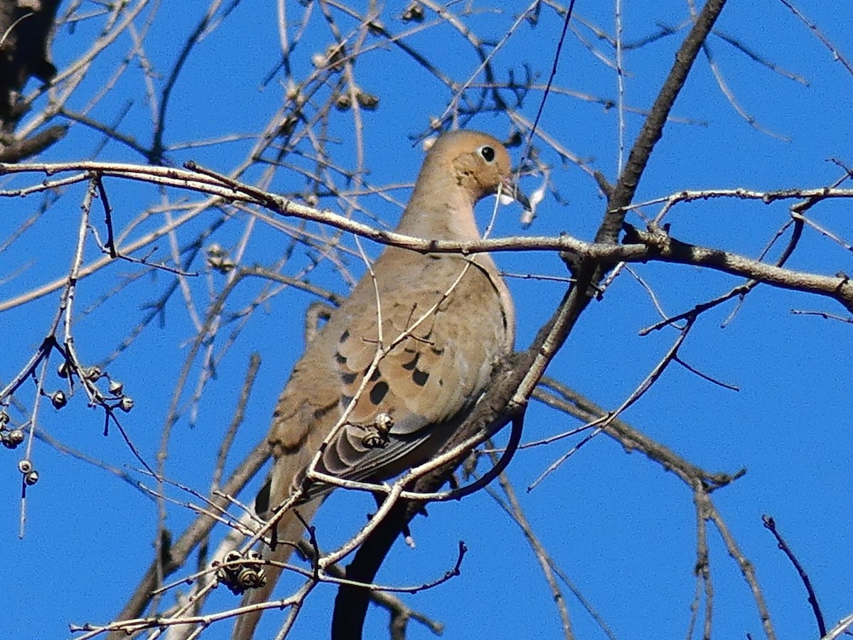 Mourning Dove - ML388326971