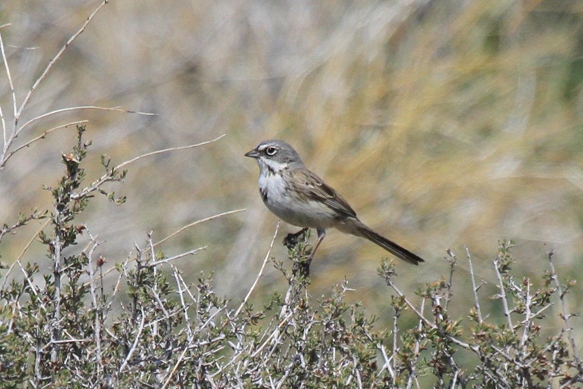 Sagebrush/Bell's Sparrow (Sage Sparrow) - Tommy Pedersen
