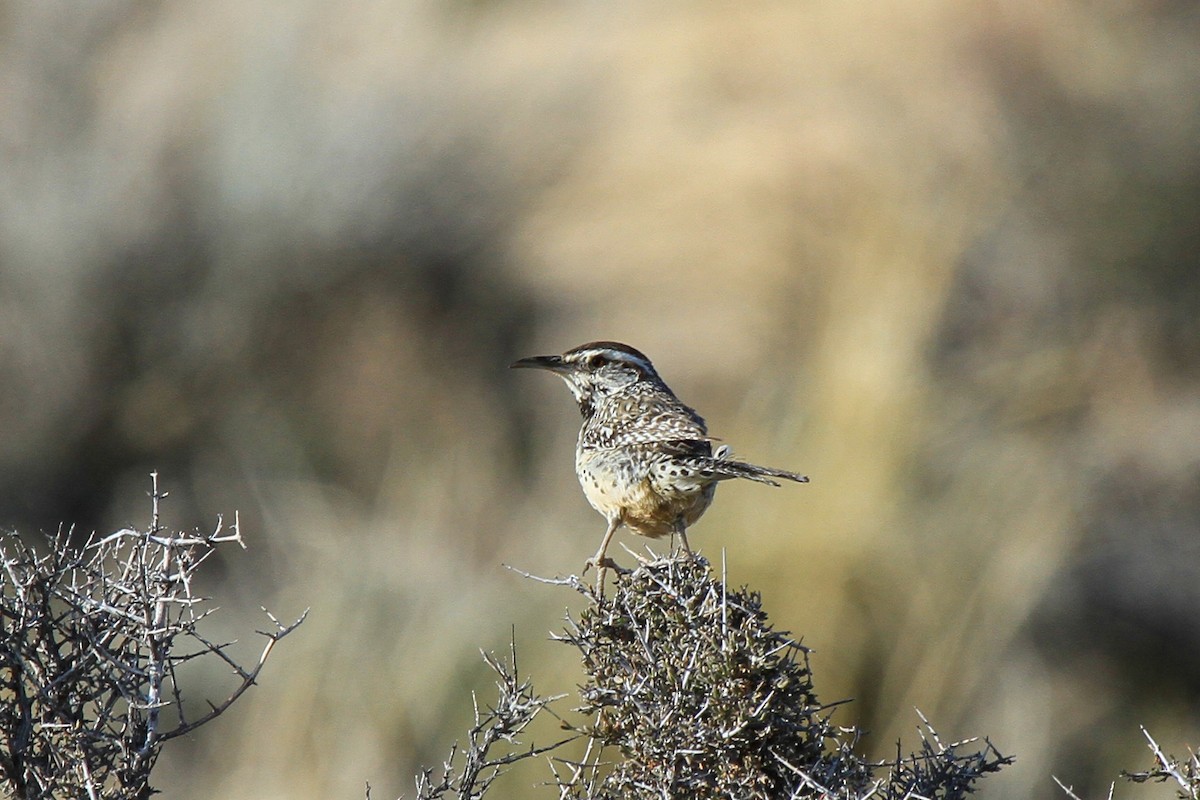 Cactus Wren - Tommy Pedersen