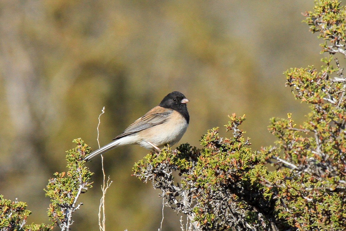 Junco Ojioscuro (grupo oreganus) - ML388328001