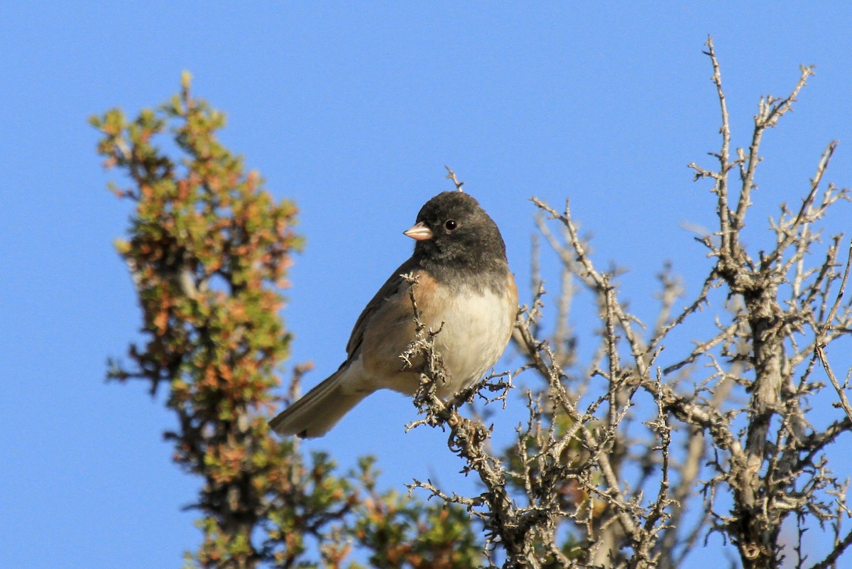 Dark-eyed Junco (Oregon) - ML388328021