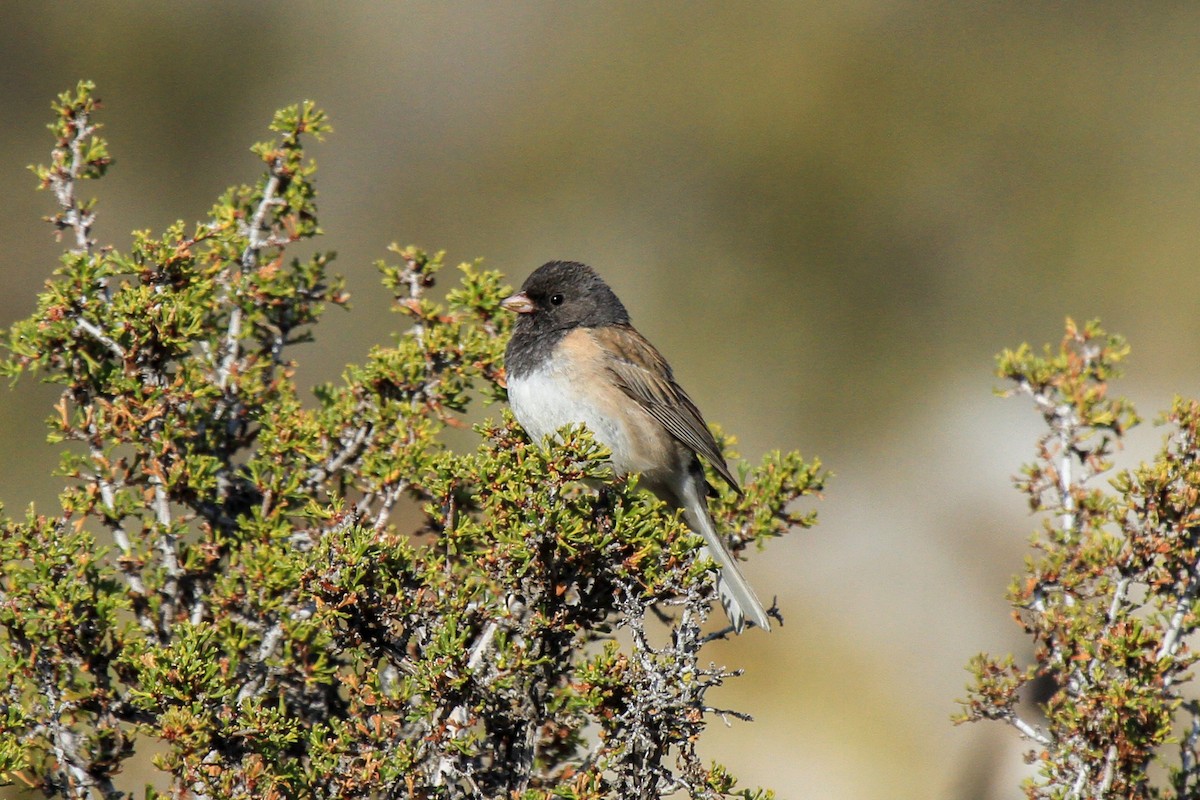 Dark-eyed Junco (Oregon) - ML388328031