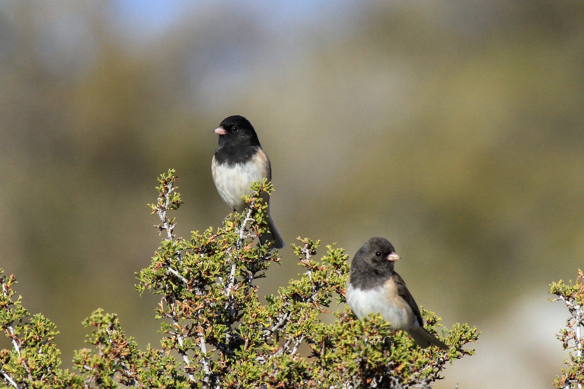 Junco Ojioscuro (grupo oreganus) - ML388328041