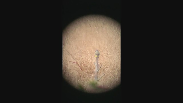 Tropical Kingbird - ML388328561