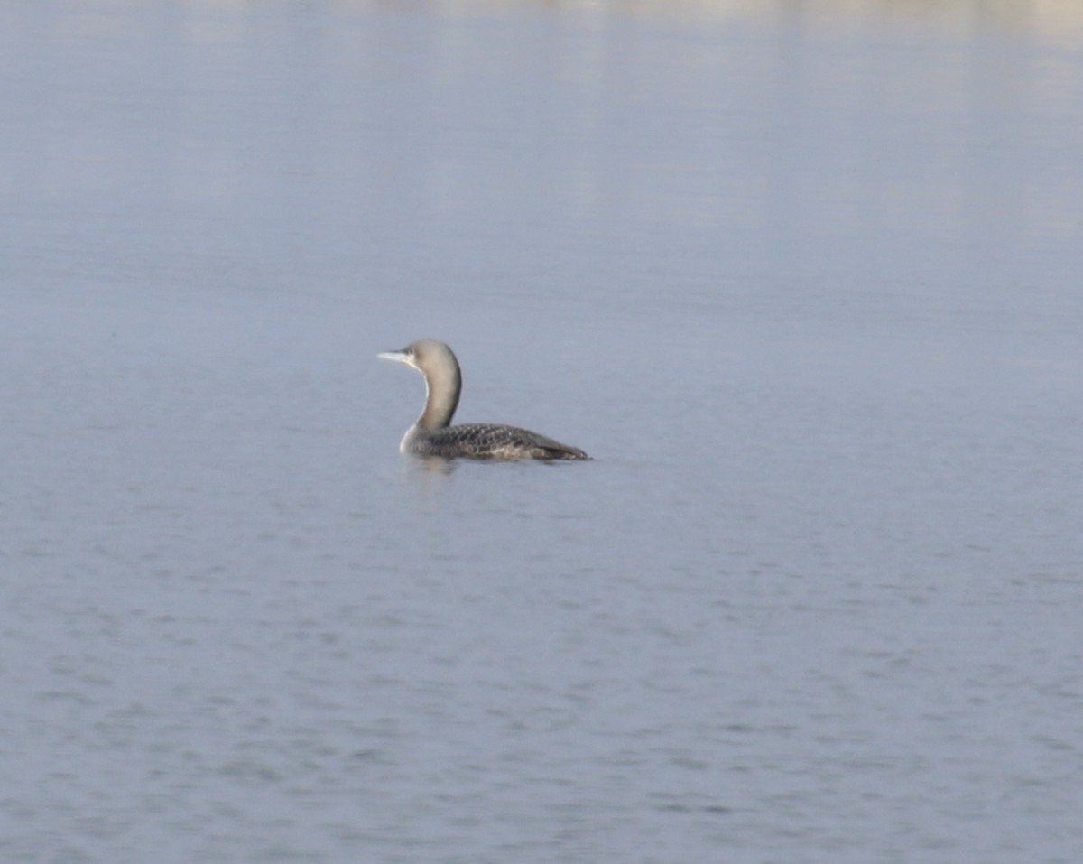 Pacific Loon - David Lambeth