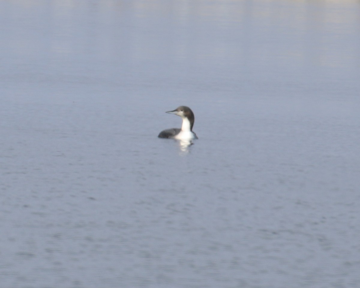 Pacific Loon - ML38833101