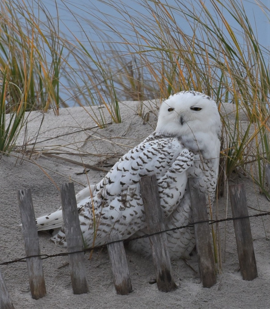 Snowy Owl - ML388333561