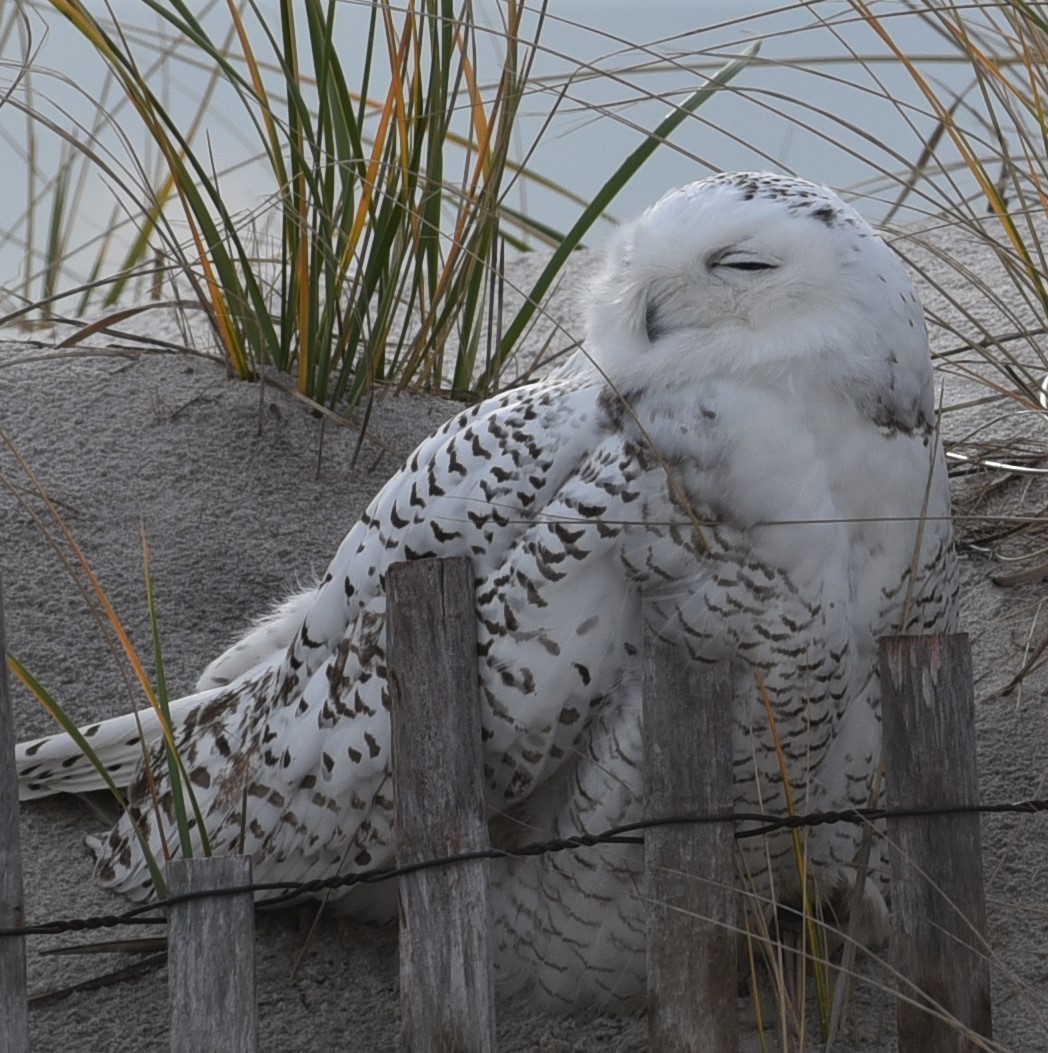 Snowy Owl - ML388333631