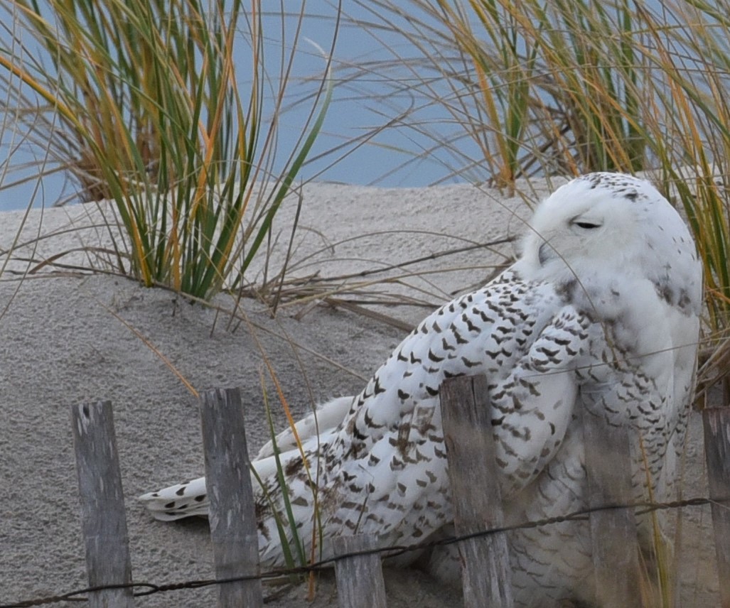 Snowy Owl - ML388333781