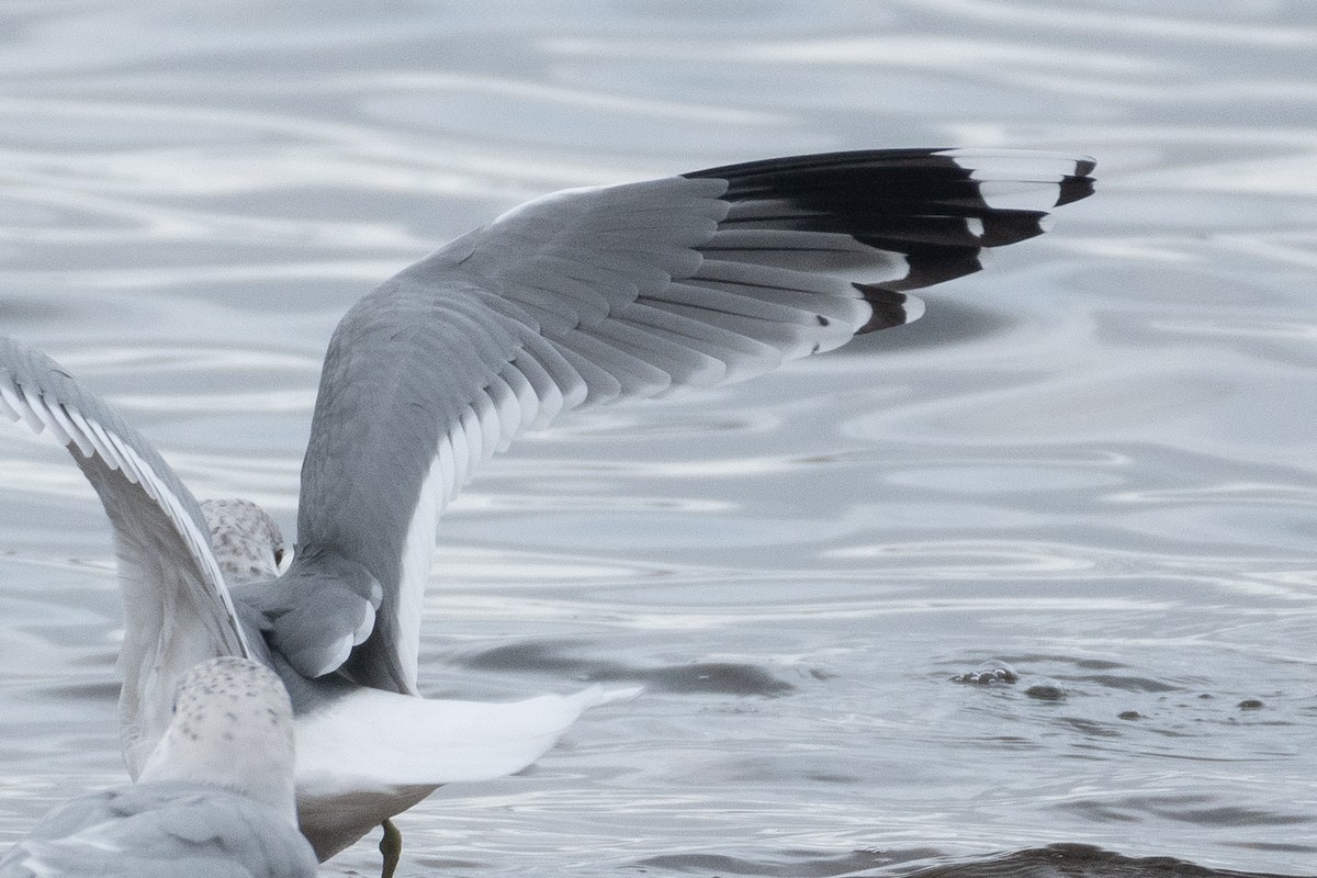 Common Gull (European) - David Turgeon