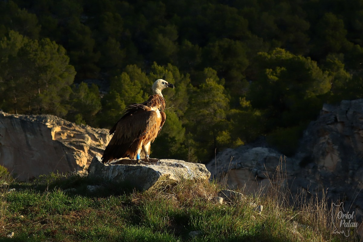 Eurasian Griffon - ML388334961