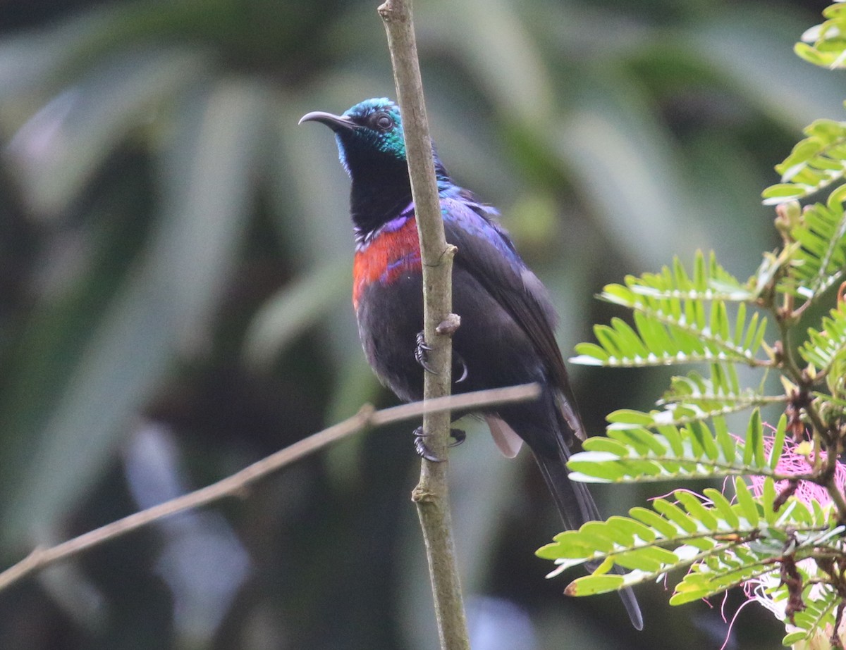 Red-chested Sunbird - Jeffrey Anderson