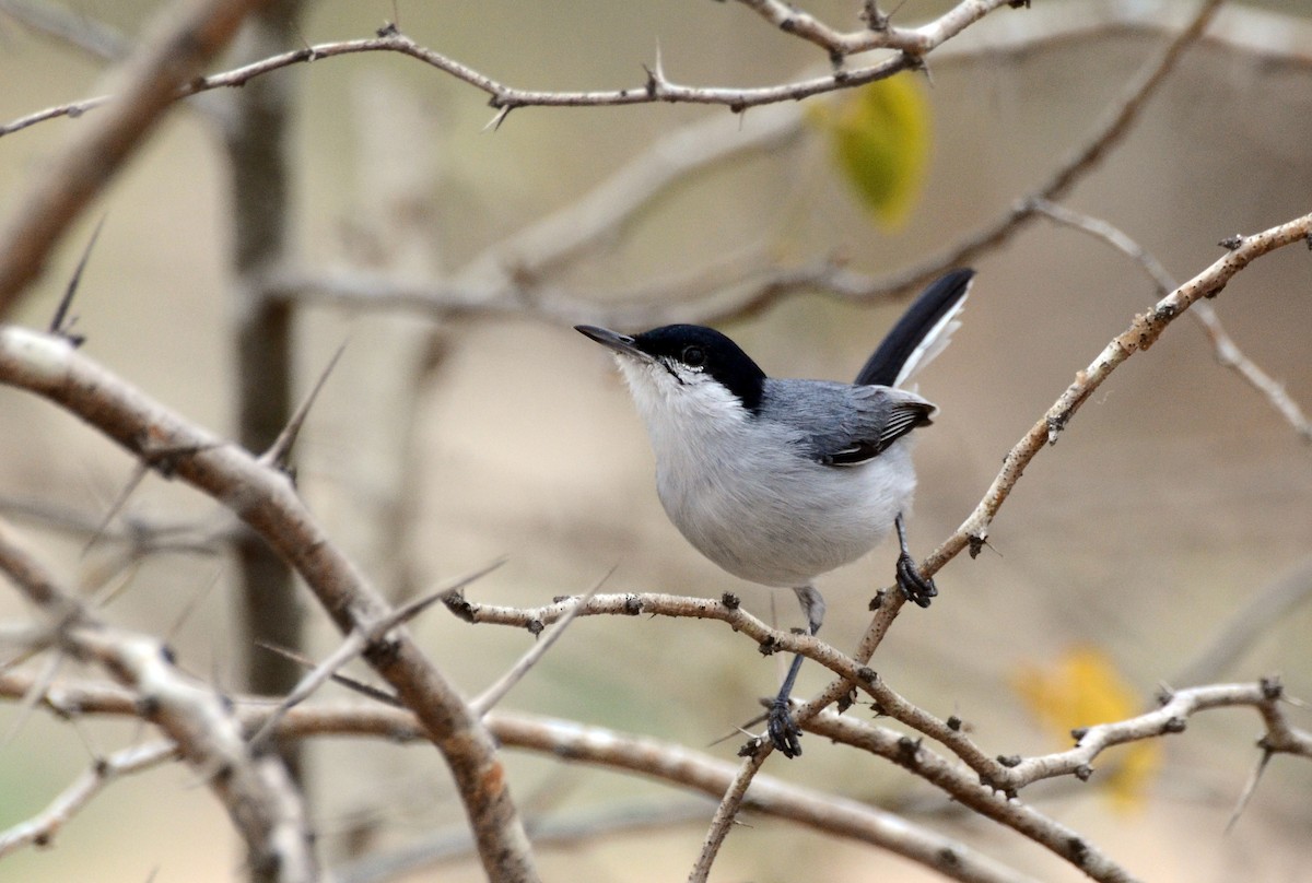 Tropical Gnatcatcher - David M. Bell