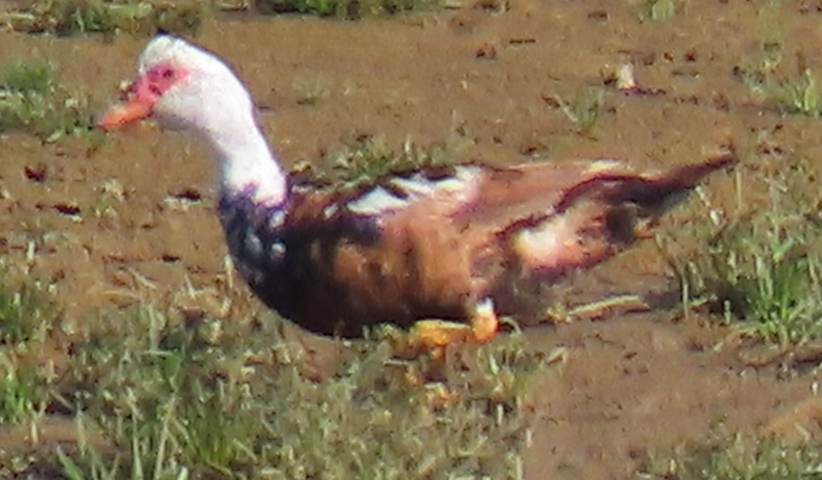 Muscovy Duck (Domestic type) - ML388338411