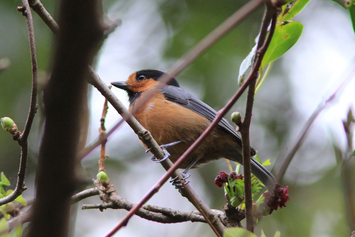 Owston's Tit - Richard Dunn