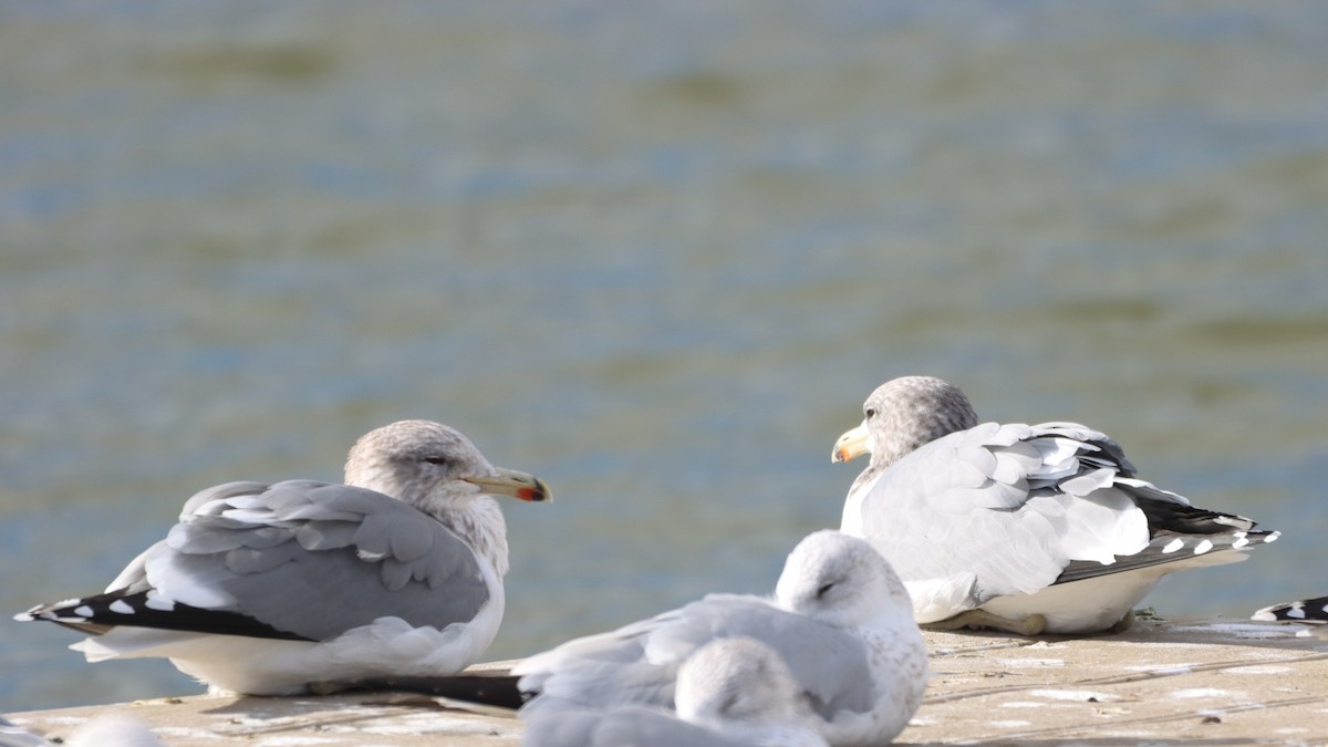 Gaviota Californiana - ML388340741