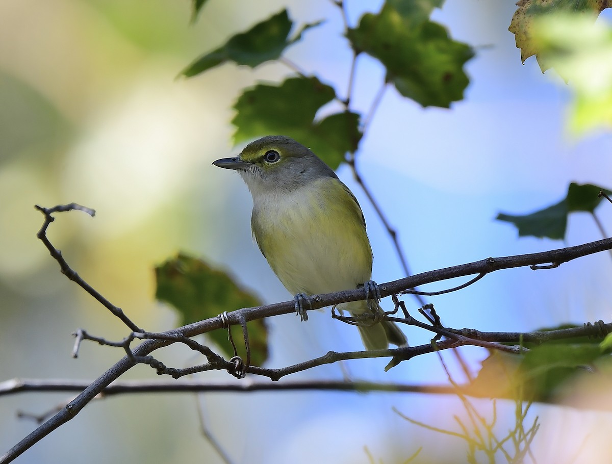 White-eyed Vireo - ML388341051