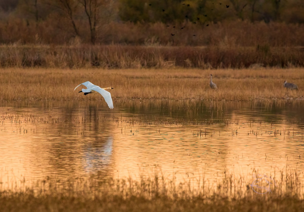 Cygne siffleur - ML388341081