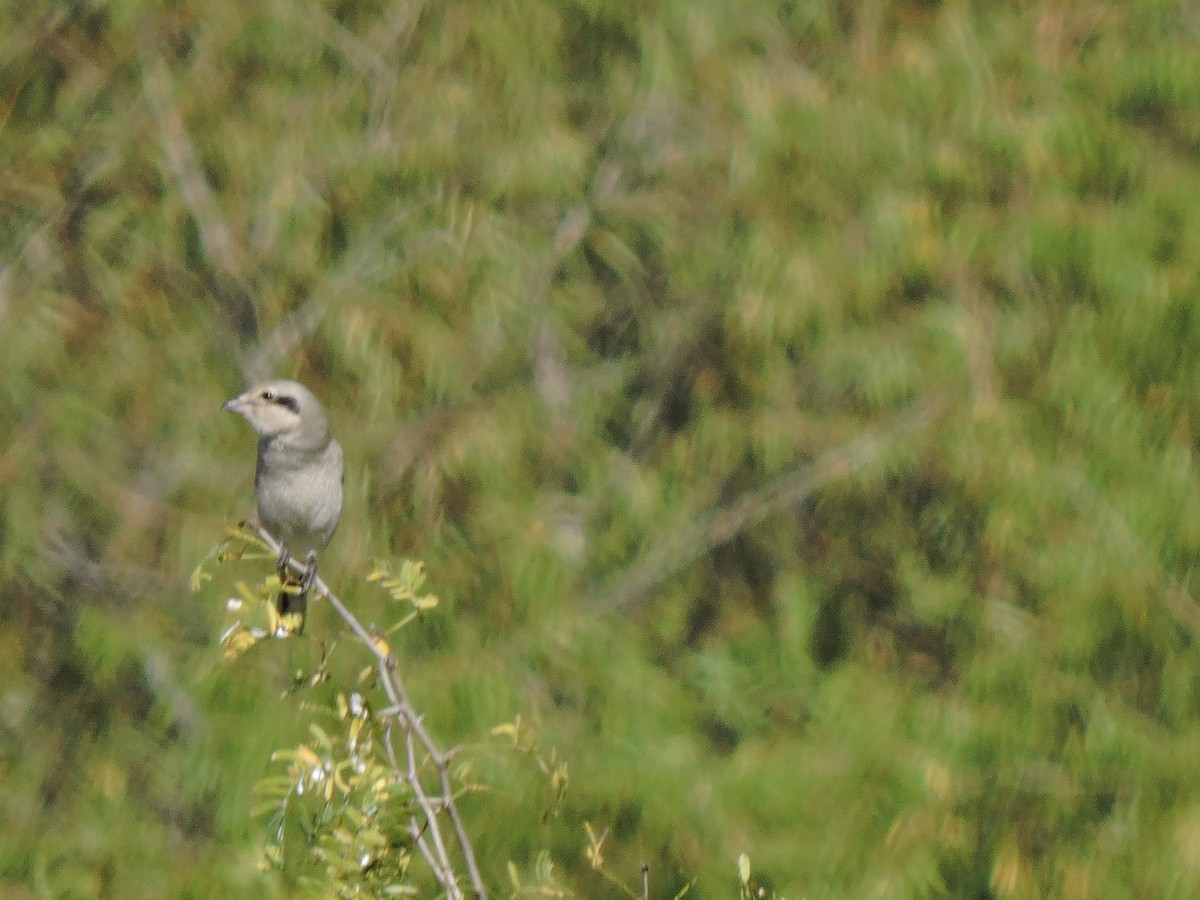 Alcaudón Boreal - ML388341821