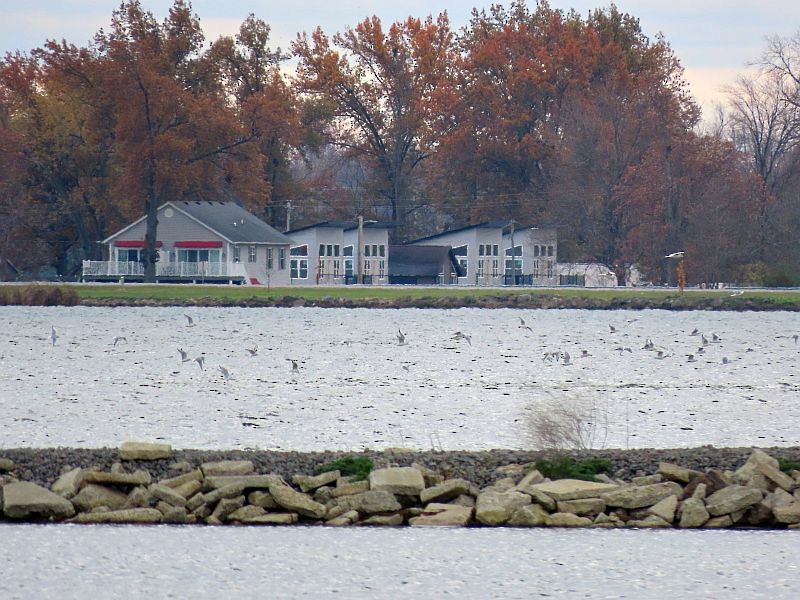 goéland ou mouette sp. - ML388342531