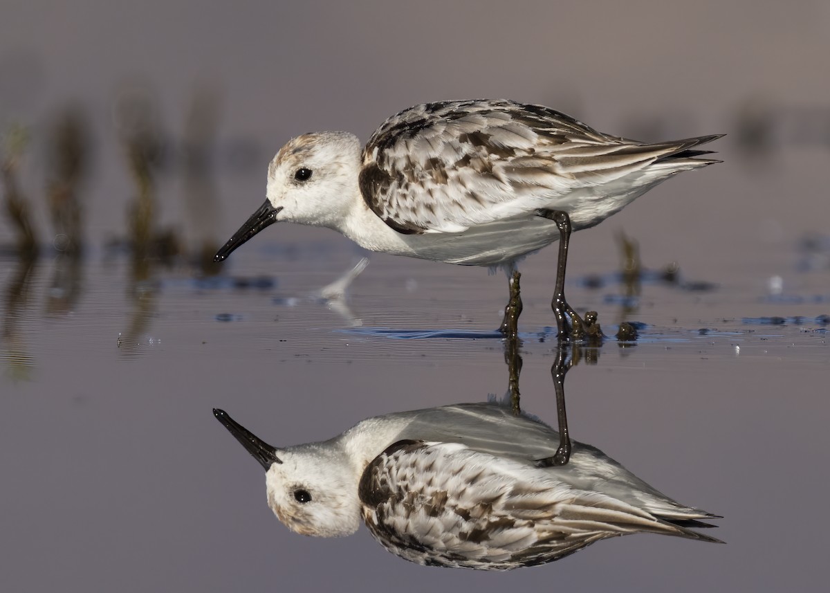 Sanderling - ML388343131