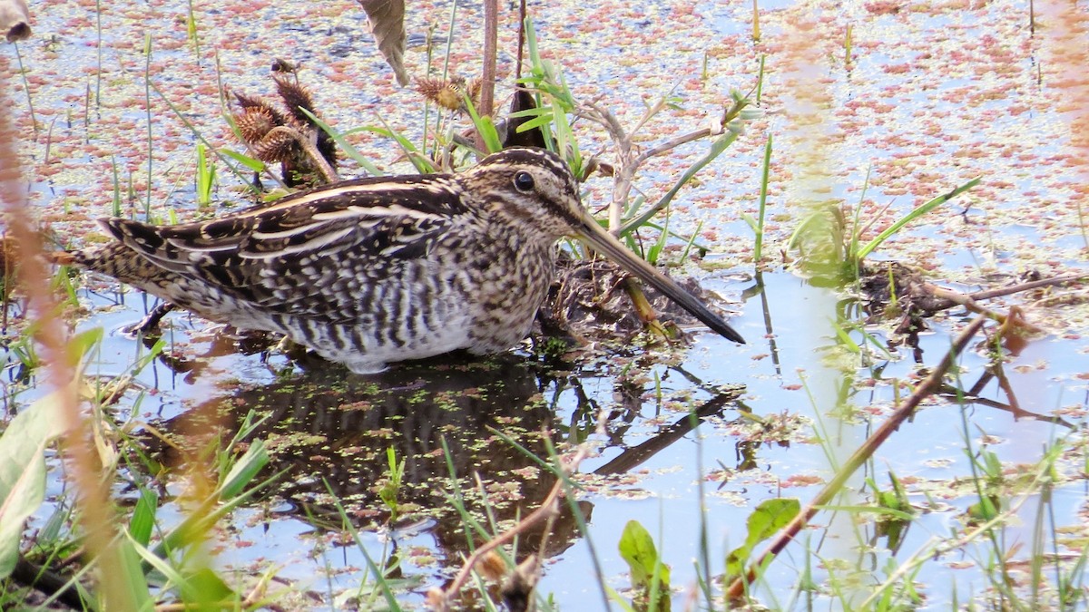 Wilson's Snipe - ML38834401