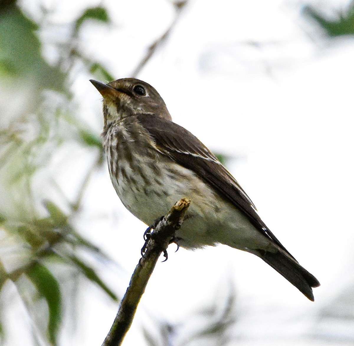 Gray-streaked Flycatcher - ML388345571