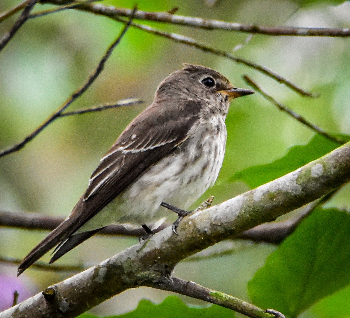 Gray-streaked Flycatcher - ML388345581