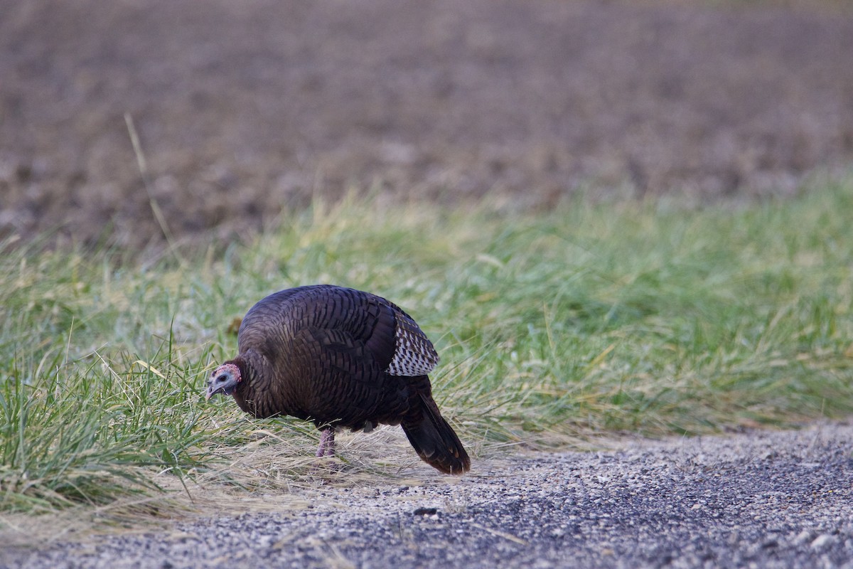 Wild Turkey - David Wilkins