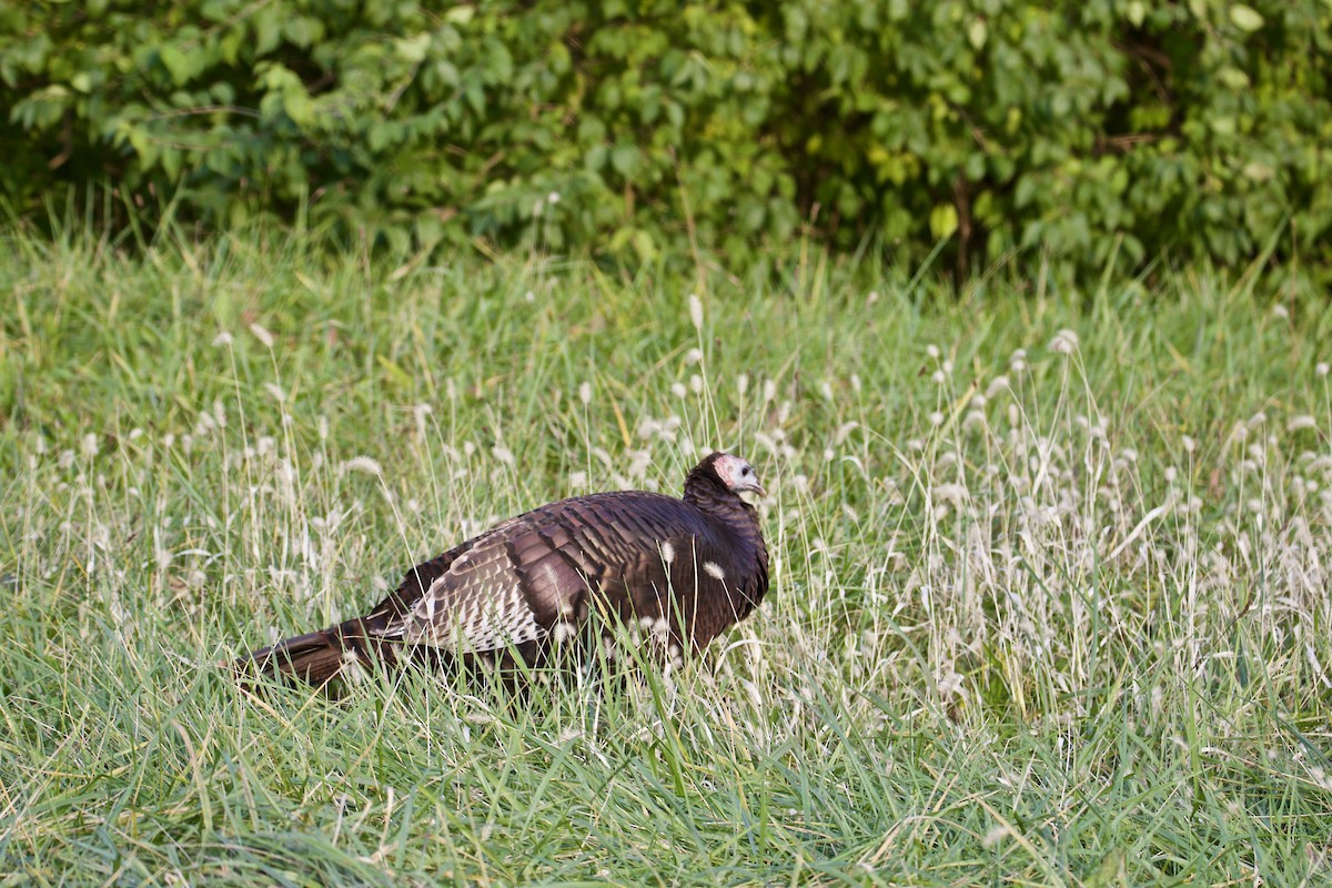 Wild Turkey - ML388347641