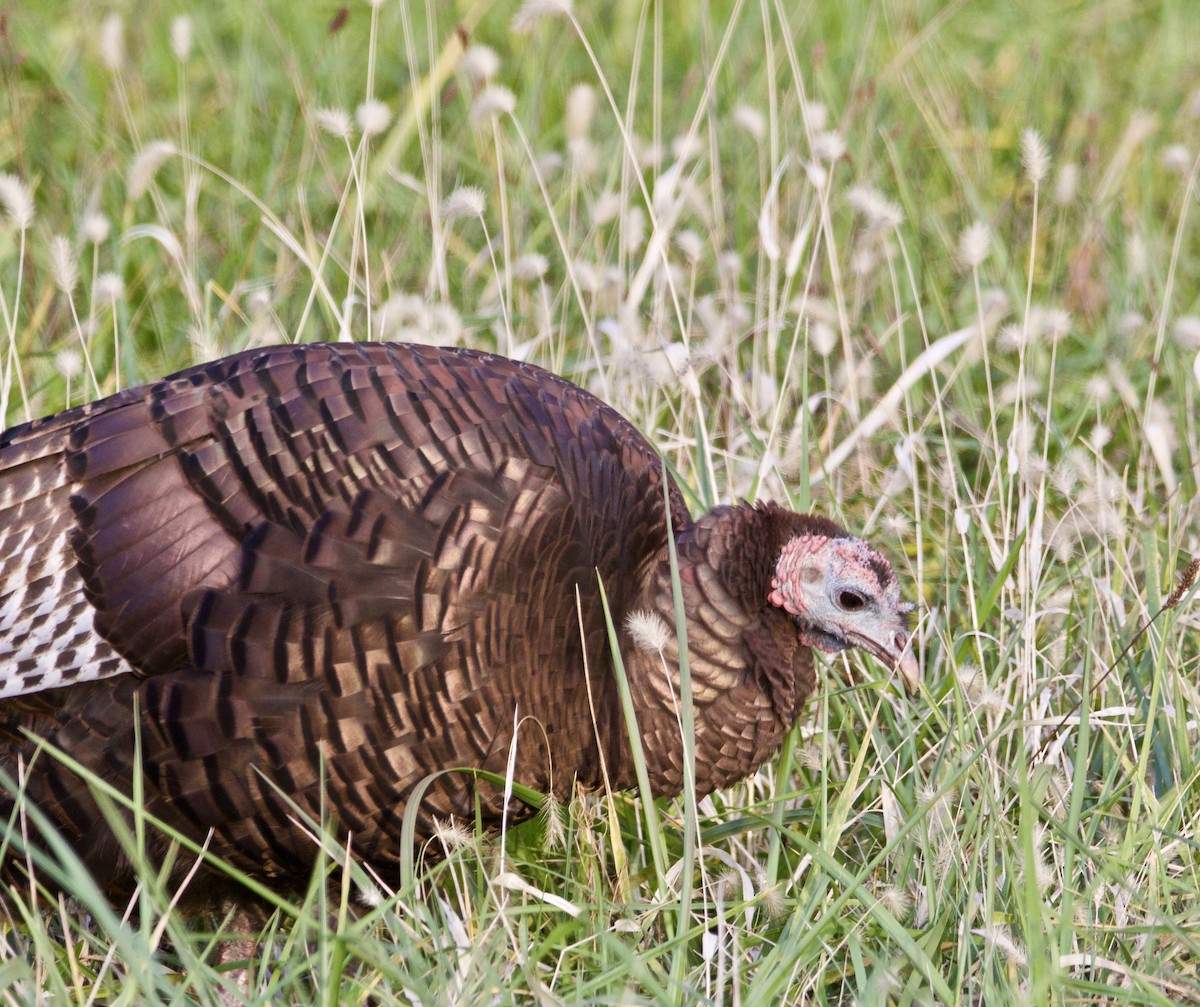 Wild Turkey - David Wilkins