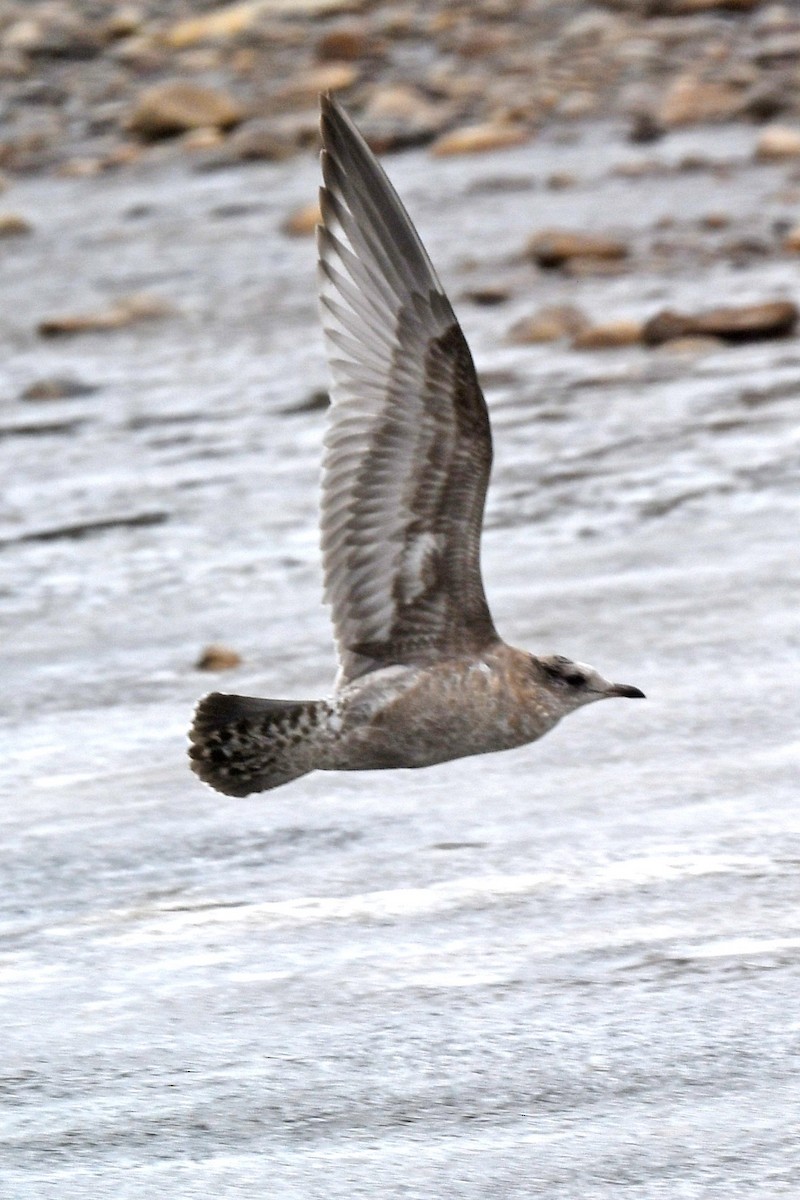 Short-billed Gull - ML388349001