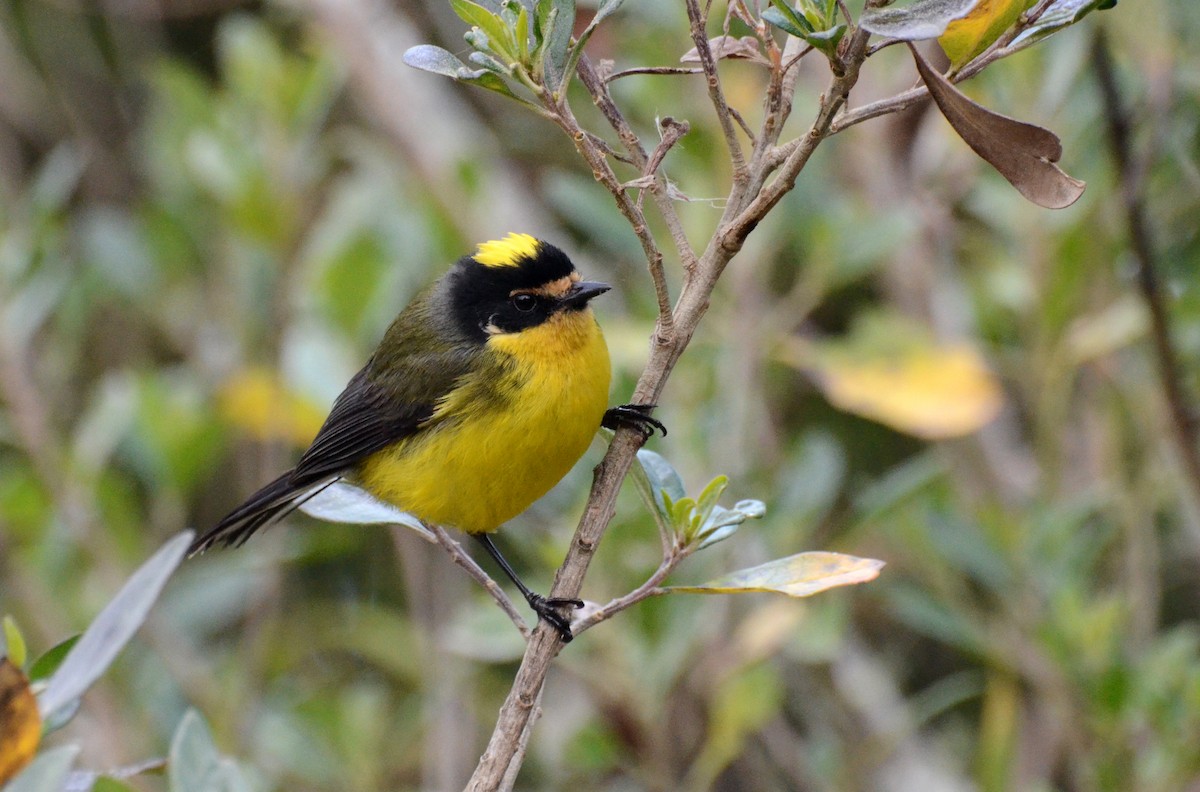 Yellow-crowned Redstart - ML38834911