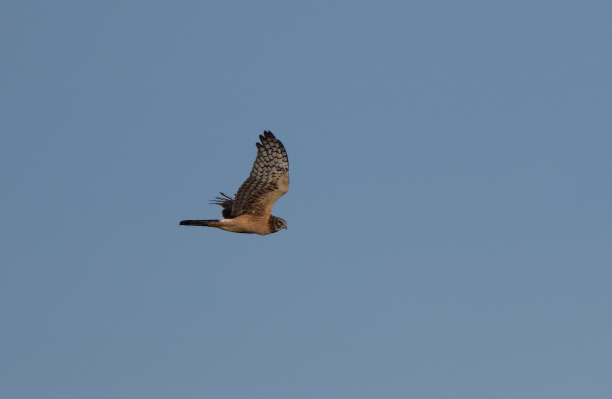 Northern Harrier - ML388351821