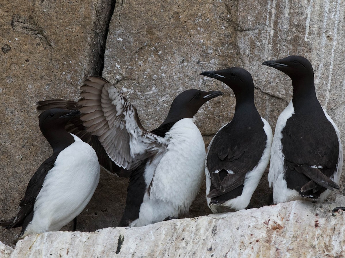 Breeding adult
