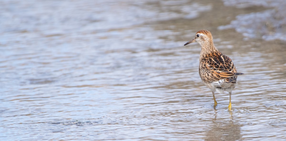 Sharp-tailed Sandpiper - Justin Lawson