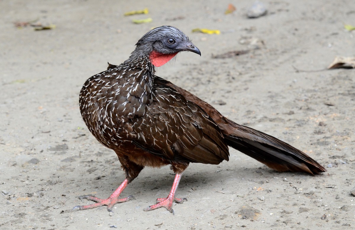 Band-tailed Guan - ML38835221
