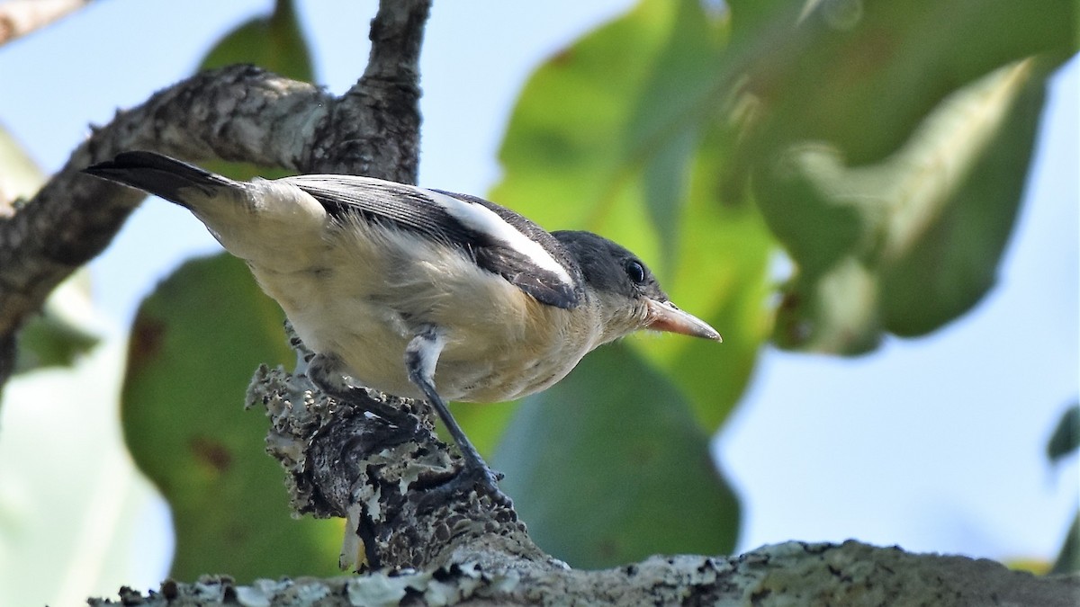 Yellow-bellied Hyliota - Fabien Quétier