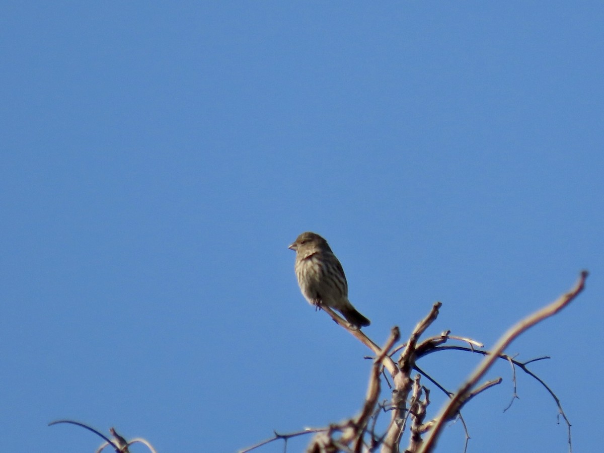 House Finch - ML388353971