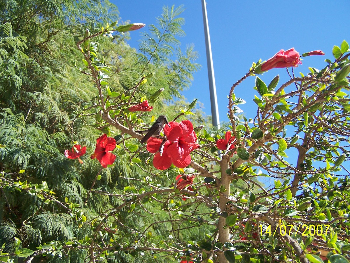 Colibrí del Atacama - ML388355921