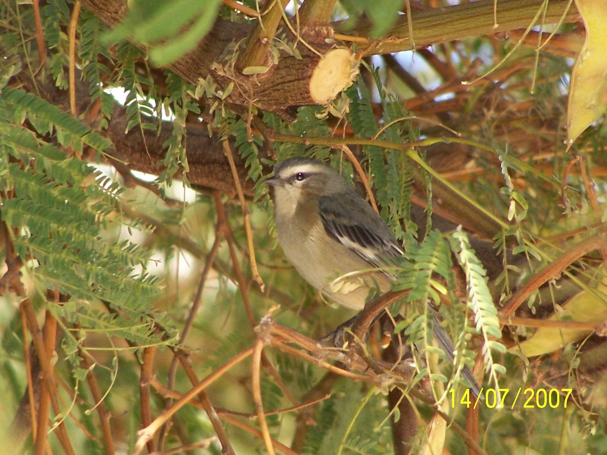 Cinereous Conebill - ML388355941