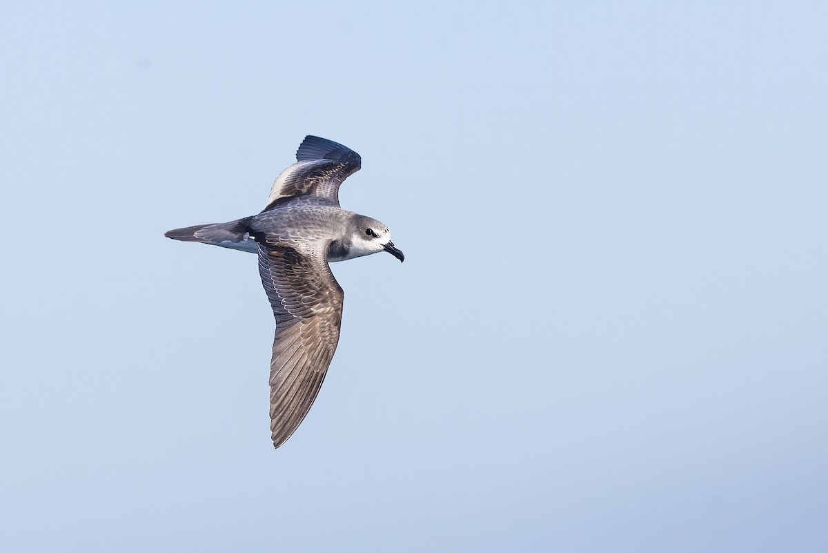 Masatierra Petrel - Eduardo Navarro