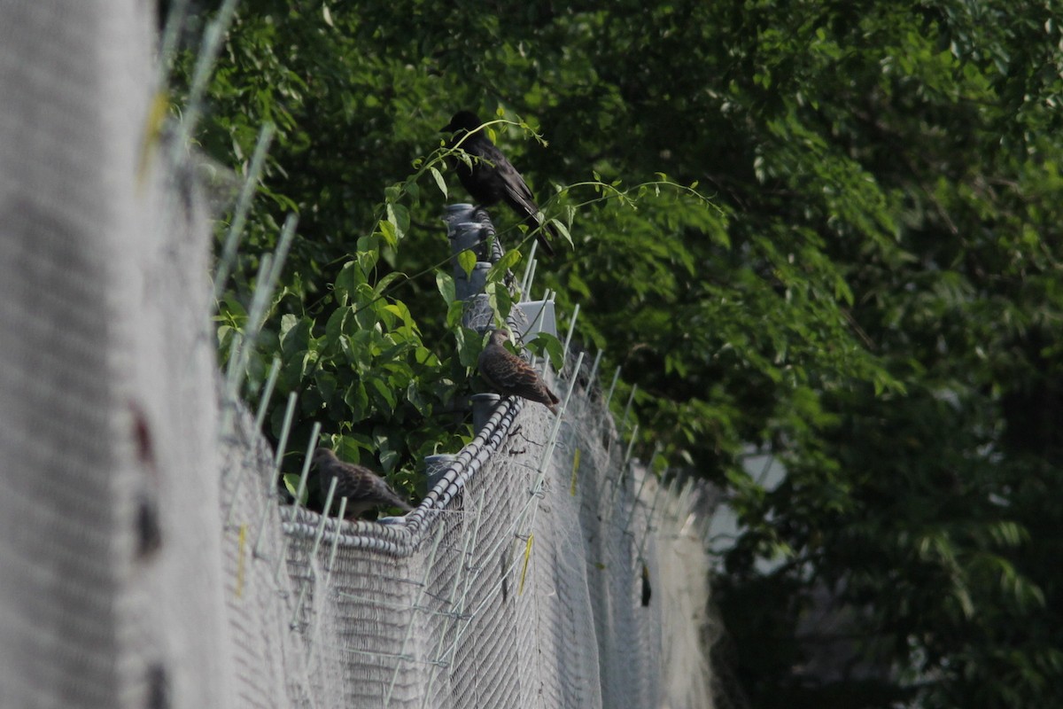 Oriental Turtle-Dove - Richard Dunn