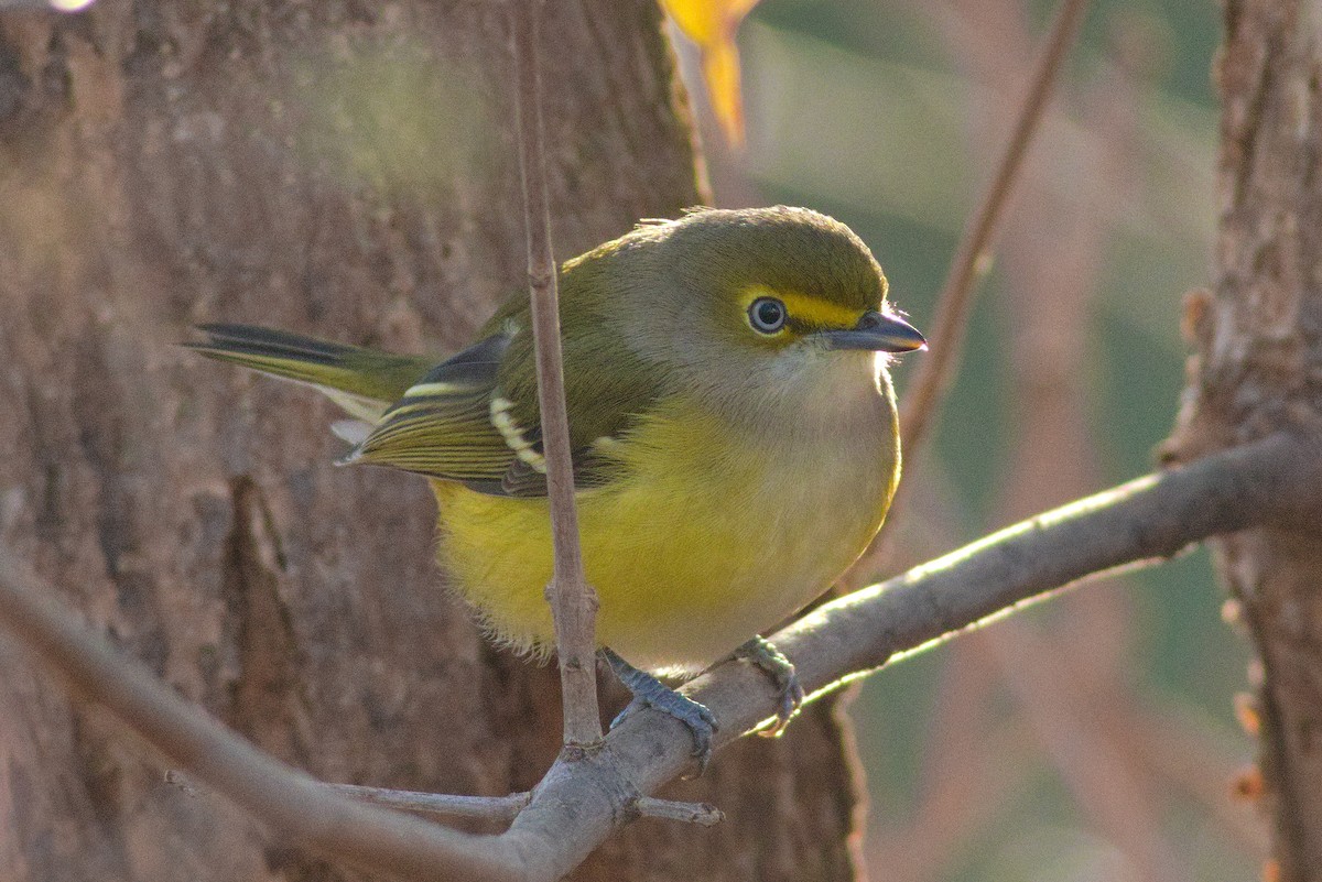 Ak Gözlü Vireo - ML388357301